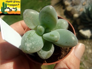 Pachyphytum Ange Bleu