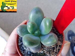 Pachyphytum Berlingot