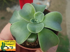 Pachyveria Alicanto