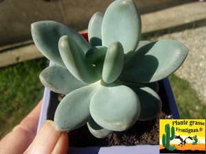 Pachyveria Appel de la Lumiere