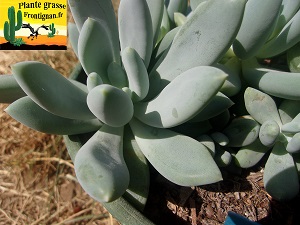 Pachyveria Blanco