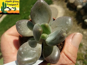 Pachyveria Choco