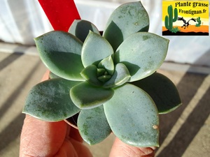 Pachyveria Douce Chaleur