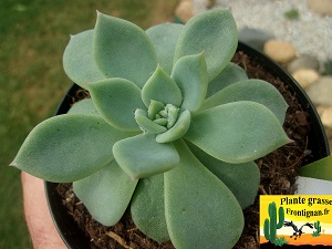 Pachyveria Espoir