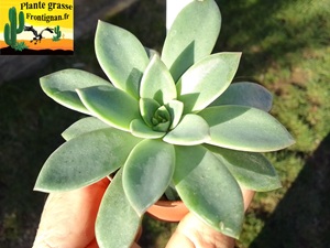 Pachyveria Intense