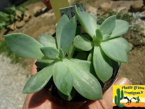 Pachyveria Magda