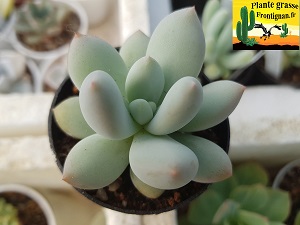 Pachyveria Pupin