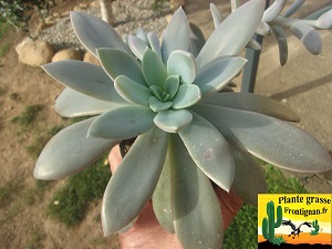 Pachyveria Sables du Temps