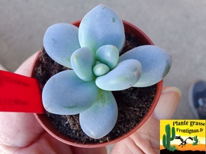 Pachyveria Sucre Blanc