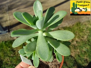 Sedum Antan
