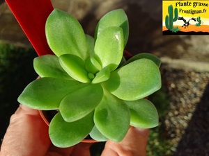 Sedum Boite de Pandore