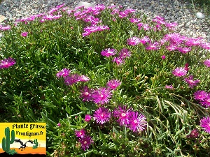 Ficoide violet Delosperma cooperi