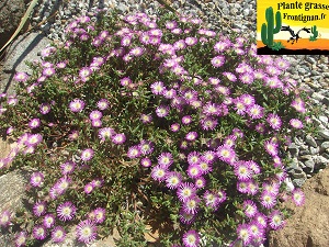 Delosperma floribundum