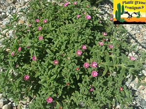 Delosperma rogersii