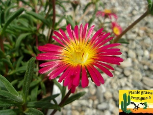 Delosperma sp