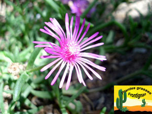 Fleur de Drosanthemum