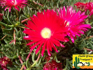 Lampranthus rouge