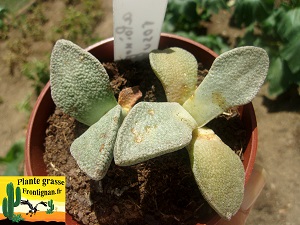 Aloinopsis rosulata
