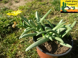 Cephalophyllum herrei