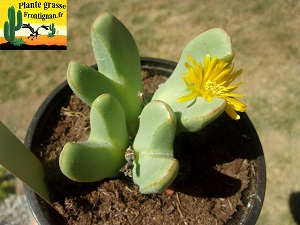 Conophytum bilobum