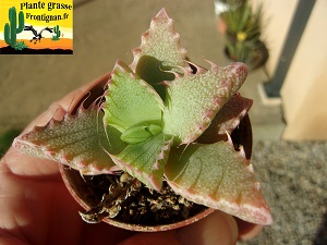 Faucaria britteniae