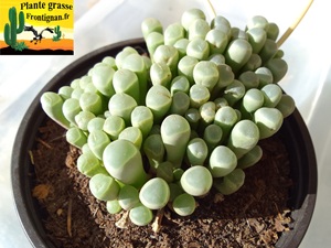 Fenestraria rhopalophylla ssp aurantiaca