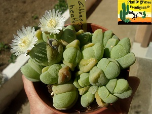 Gibbaeum heathii
