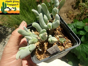 Gibbaeum pubescens