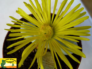 Fleur jaune de Lapidaria