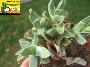 Machairophyllum brevifolium