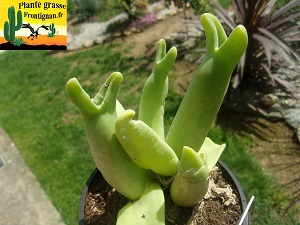 Mitrophyllum mitratum