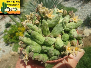 Piaranthus germinatus