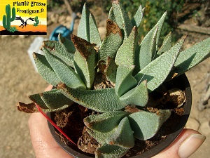 Rabiea difformis