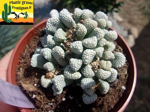 Titanopsis schwantesii