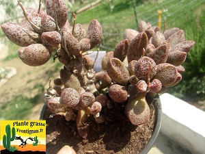Adromischus marianae