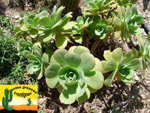 Aeonium Cap Verde
