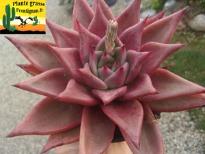 Echeveria agavoides Romeo