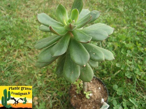 Echeveria alata