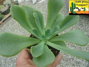 Echeveria cerrograndensis