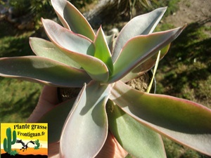 Echeveria dactylifera Rio Piaxtla