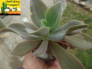Echeveria nayaritensis
