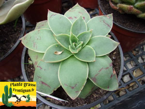 Echeveria platyphylla