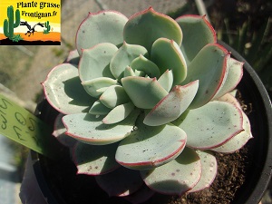 Echeveria subcorymbosa Tlacotepec