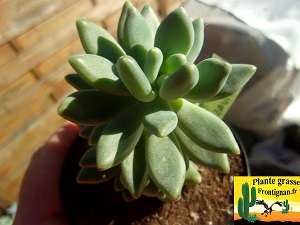 Pachyphytum huastecanum