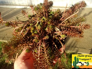 Petrosedum x affomarcoi