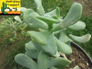 Sedum allantoides Goldii