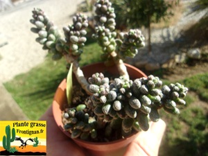 Sedum furfuraceum
