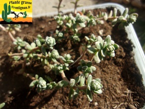 Sedum oaxacanum