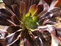 Les Aeonium, plantes de soleil direct avec une certaine résistance au froid!