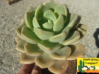 Cremnovelum Adromischus